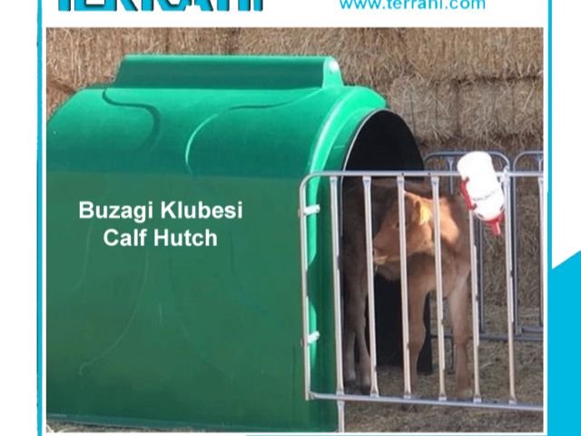 Buzağı Klübesi