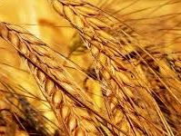 Agricultural Products