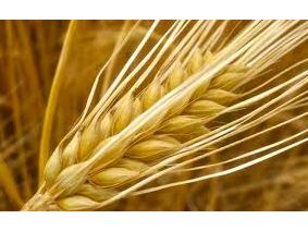 Agricultural Products